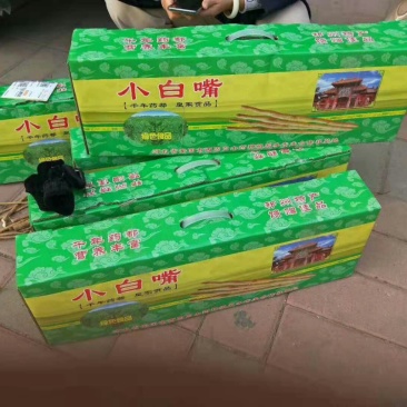 小白嘴山药