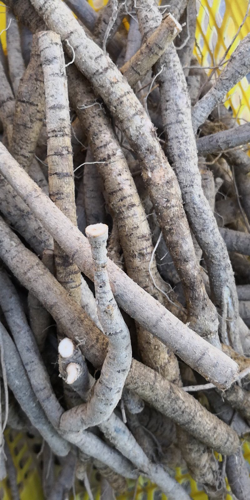 大量牛大力各种规格都有
