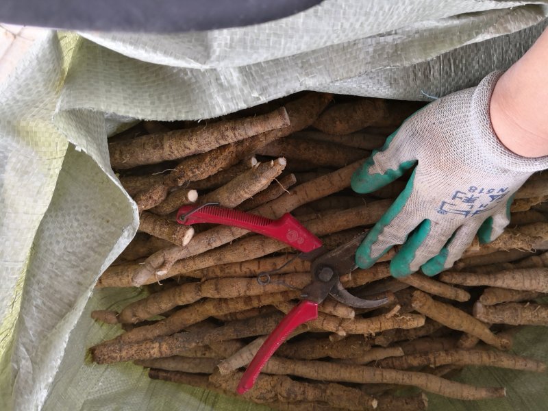 大量牛大力各种规格都有