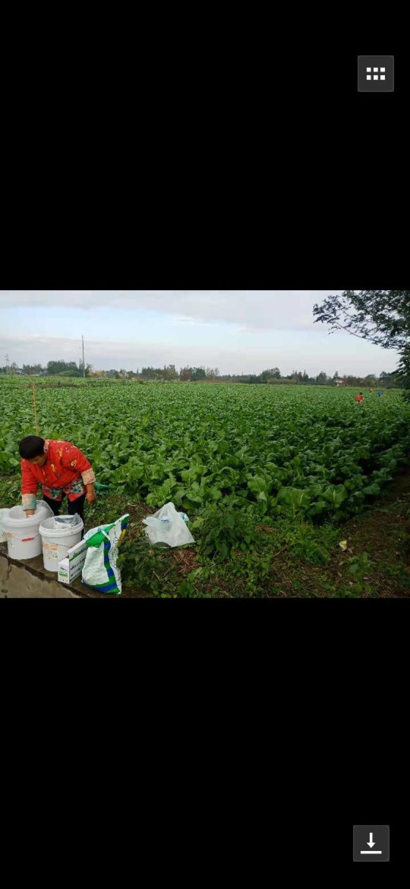种植大户直销百亩儿菜