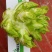 种植大户直销百亩儿菜
