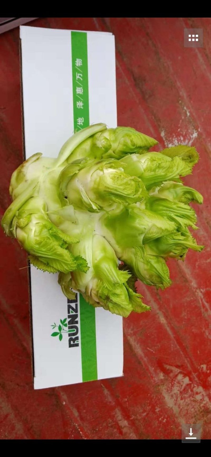 种植大户直销百亩儿菜