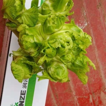 种植大户直销百亩儿菜
