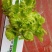 种植大户直销百亩儿菜