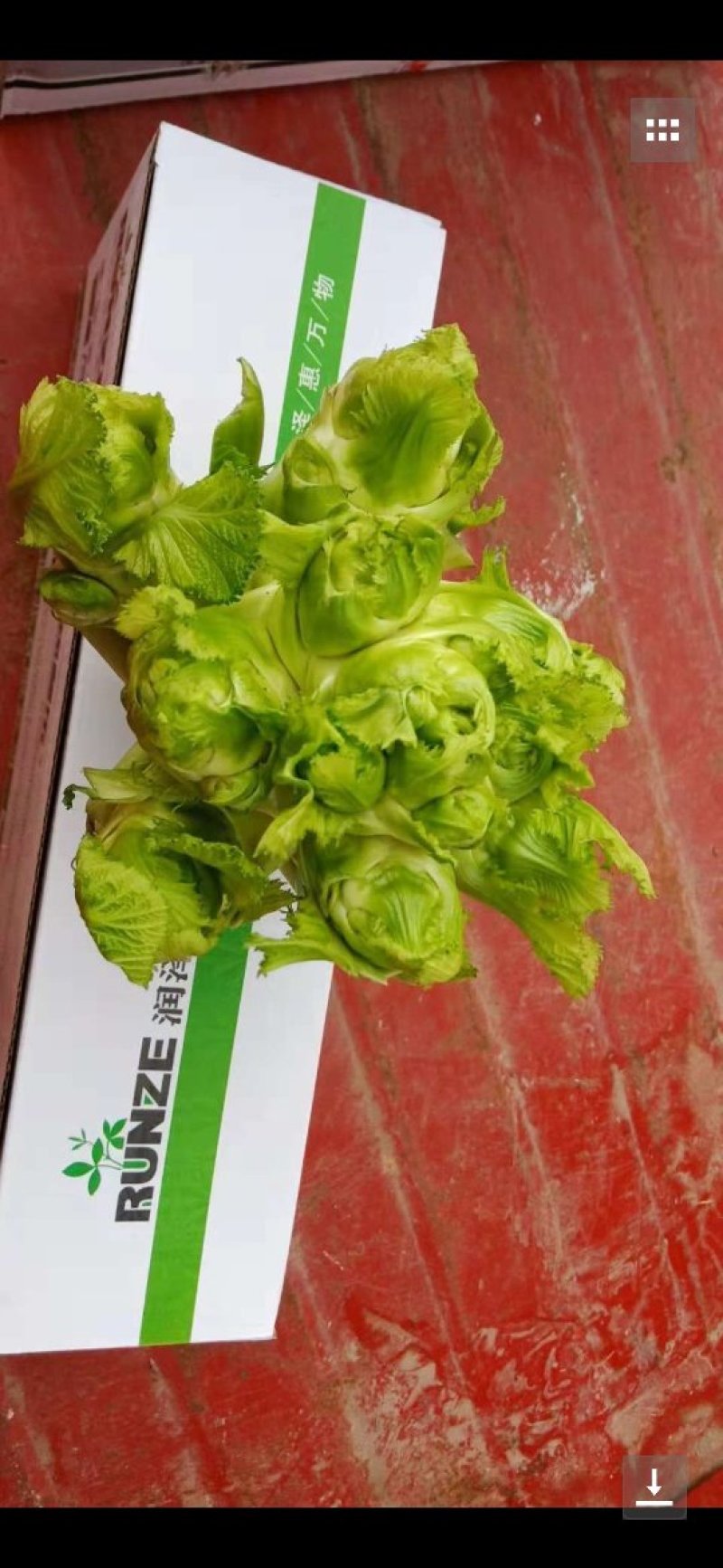 种植大户直销百亩儿菜