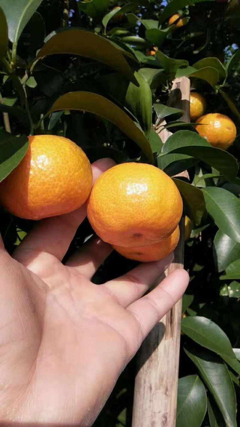 砂糖吉
