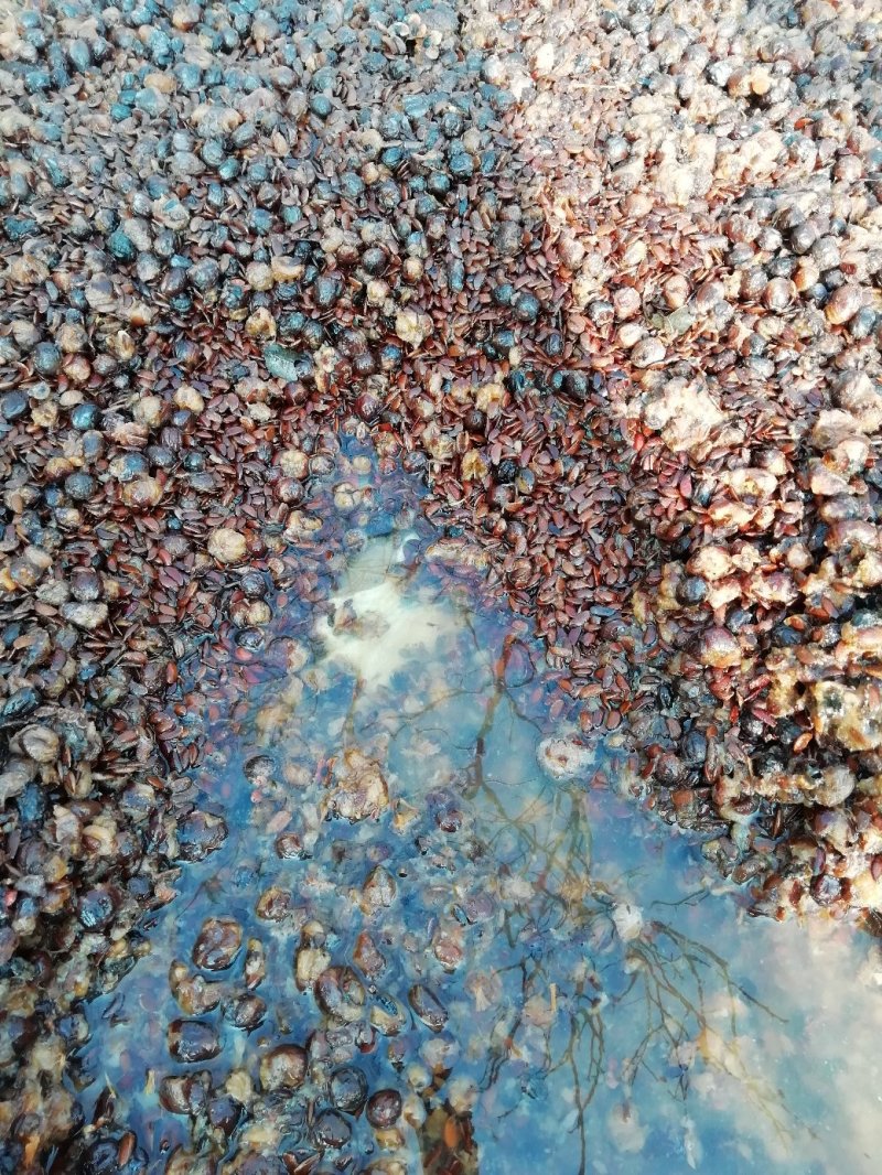 软枣种子.君迁子种籽全新货出售产地加工直销全国各地