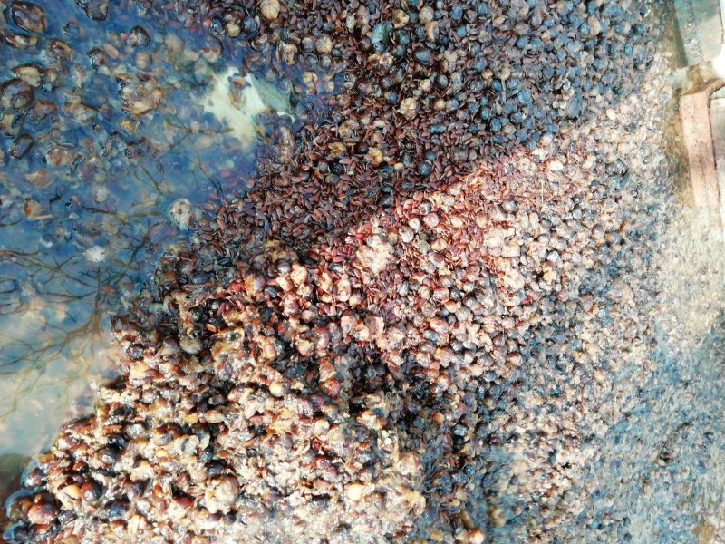 软枣种子.君迁子种籽全新货出售产地加工直销全国各地