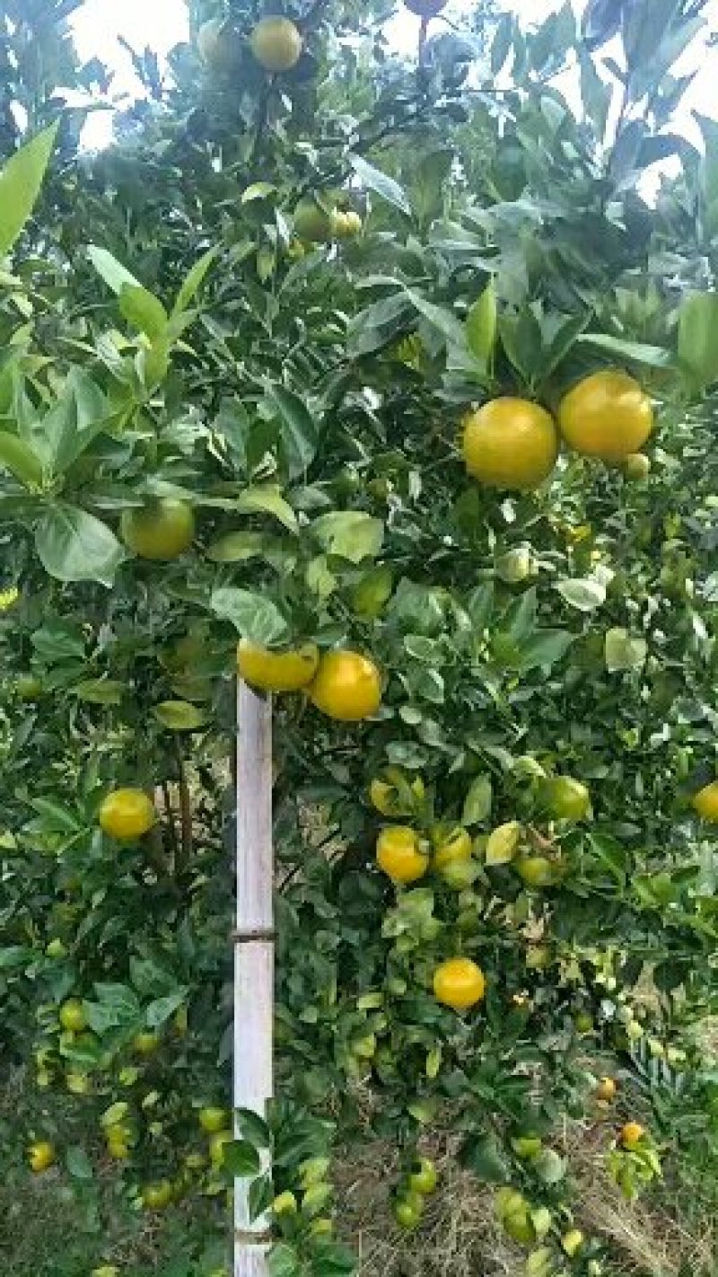 黄帝柑子上市啦！！欢迎各位老板订购了