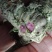 竹节参