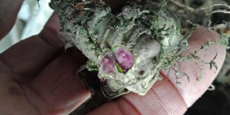 竹节参