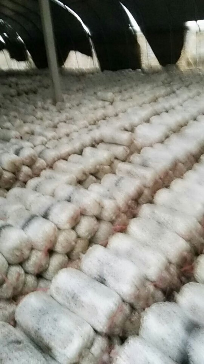 菌棒