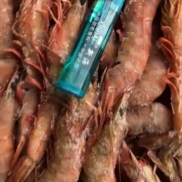 进口海虾