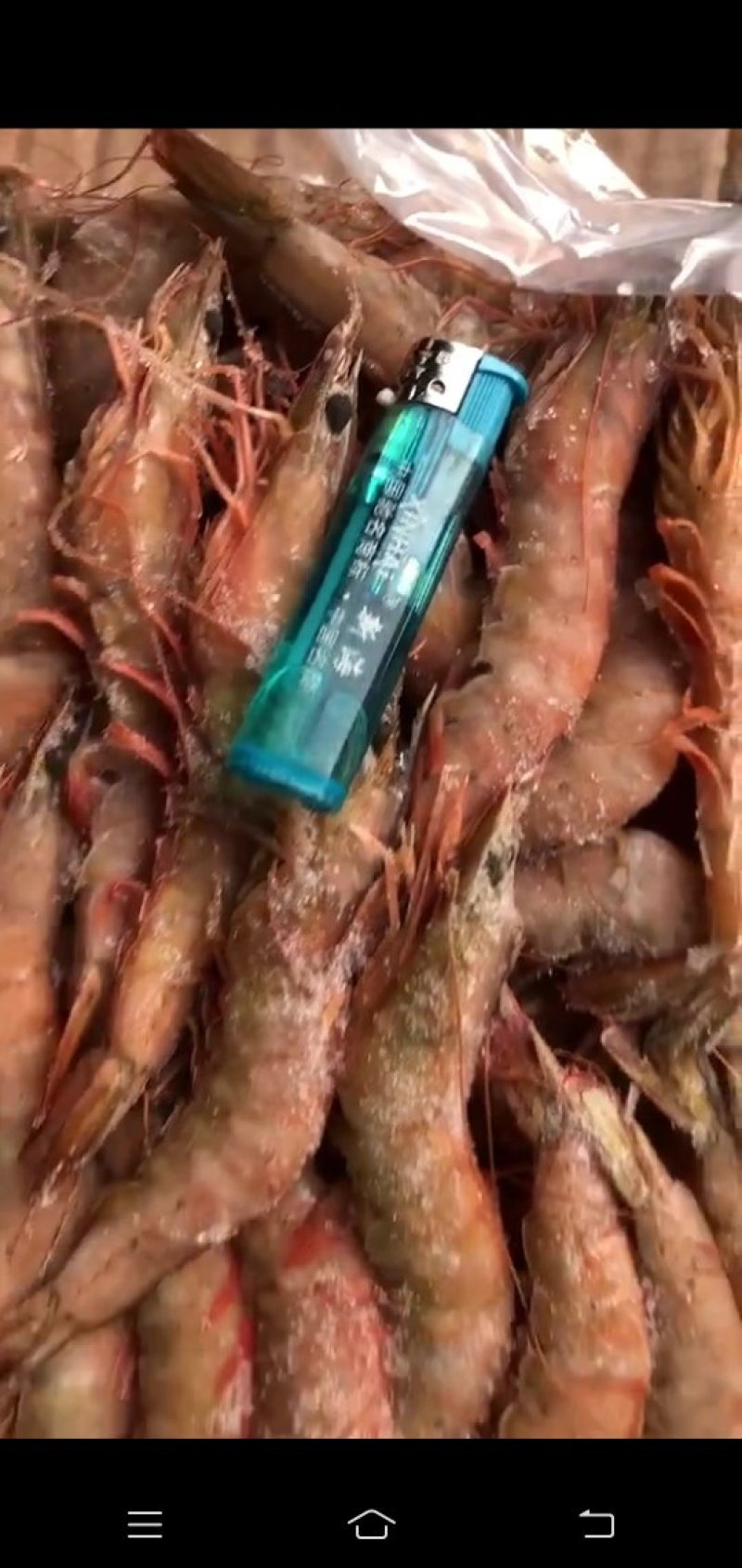 进口海虾
