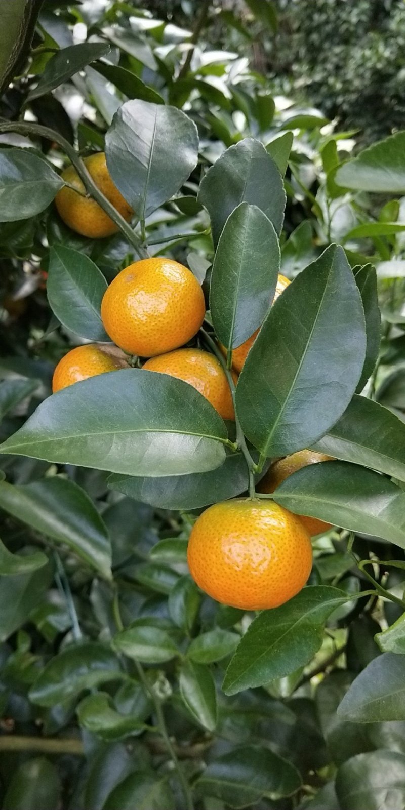 沙糖橘