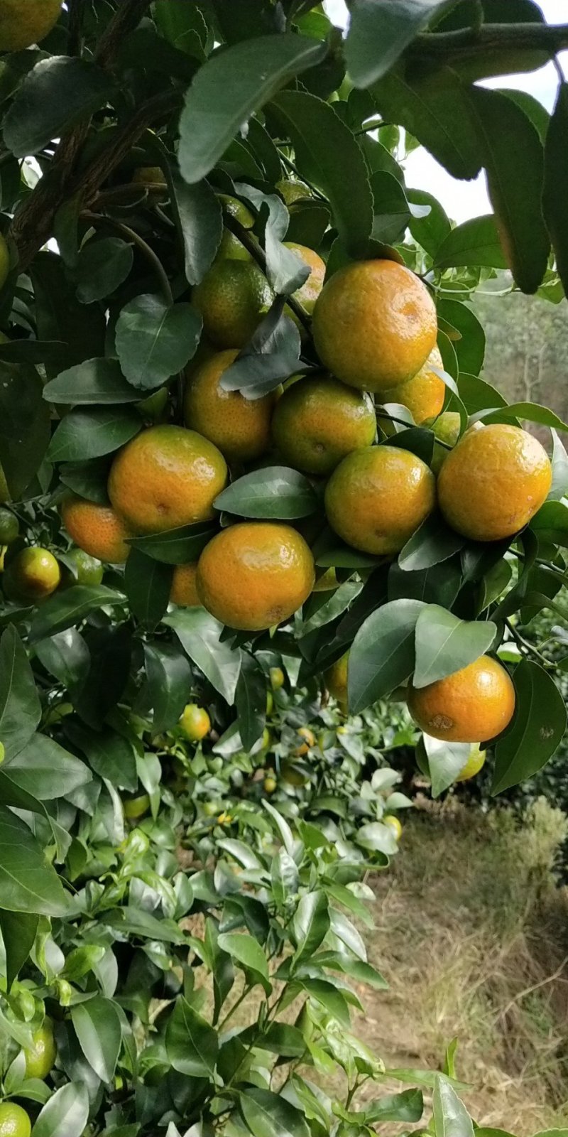 沙糖橘