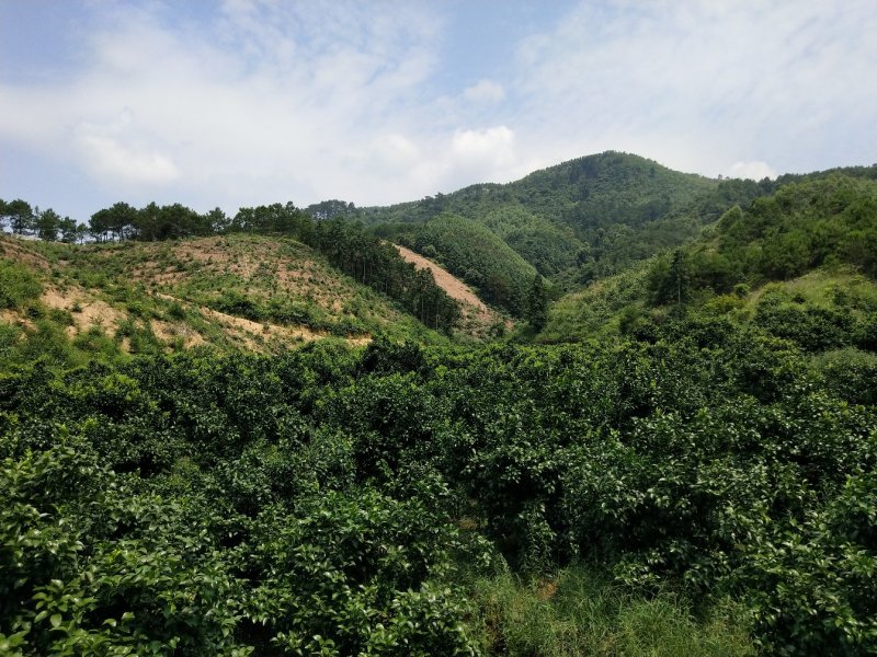 沙糖橘
