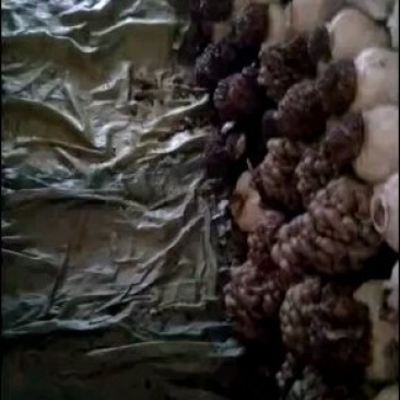 平菇出菇菌包，栽培种，鲜平菇