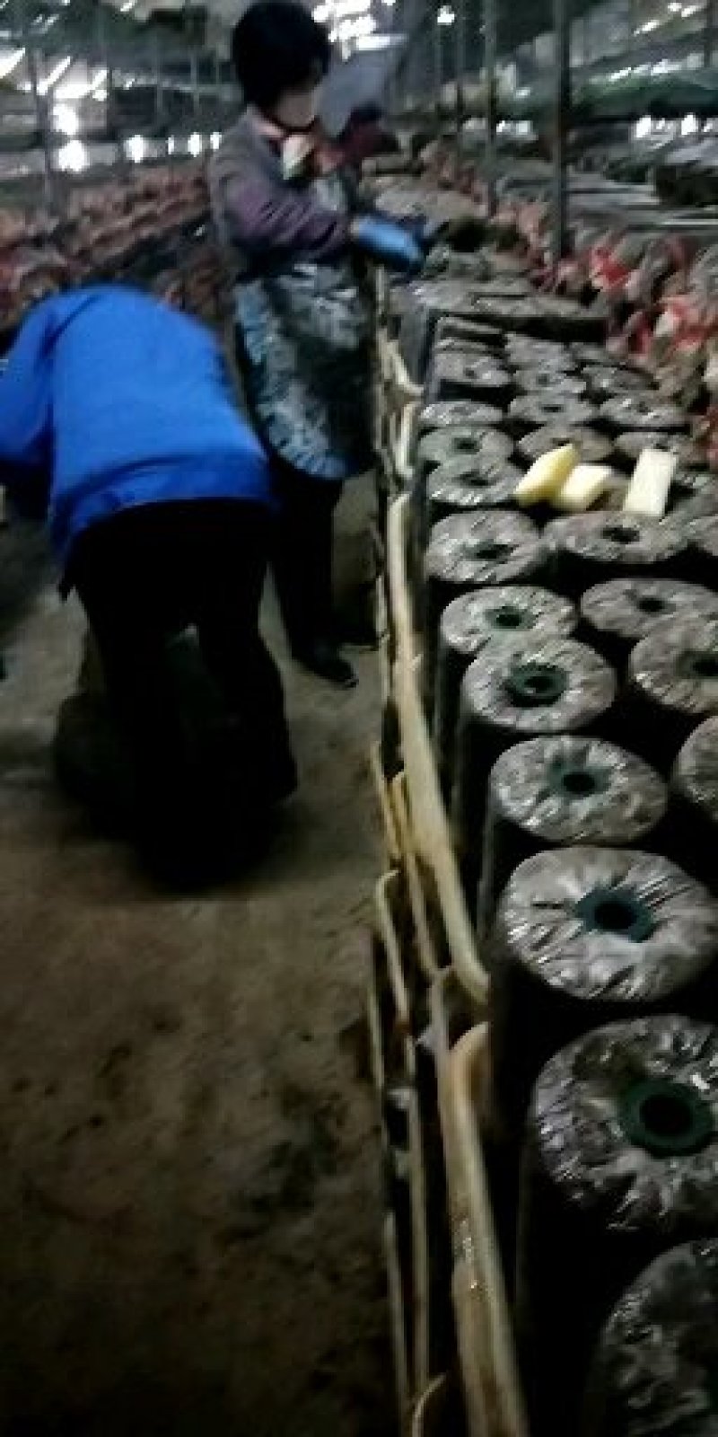 平菇出菇菌包，栽培种，鲜平菇