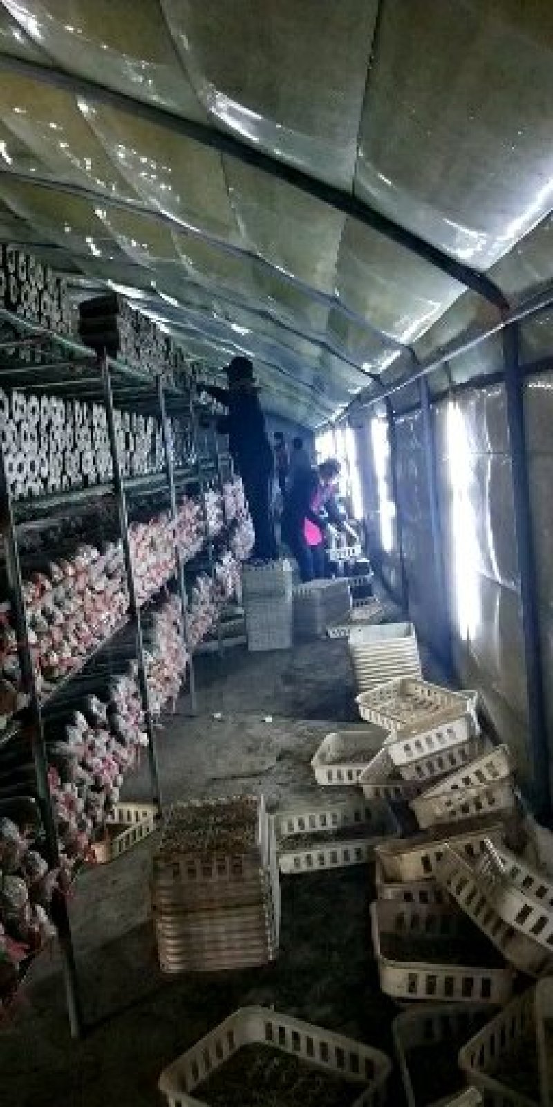 平菇出菇菌包，栽培种，鲜平菇