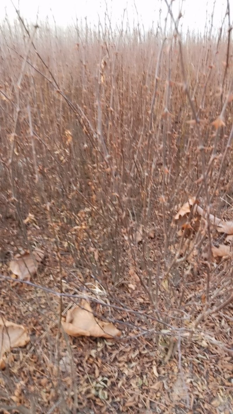 花椒苗