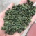 桑叶茶