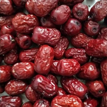 沧州小枣