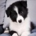 边境牧羊犬