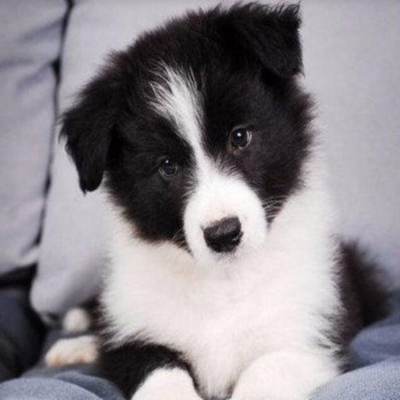 边境牧羊犬