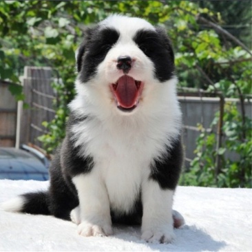 边境牧羊犬