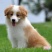 边境牧羊犬