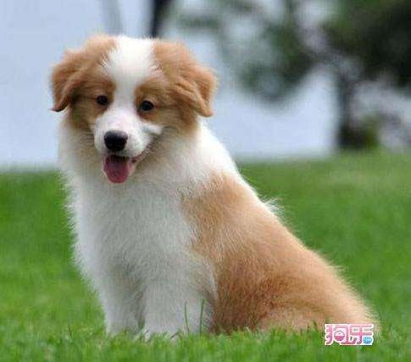边境牧羊犬