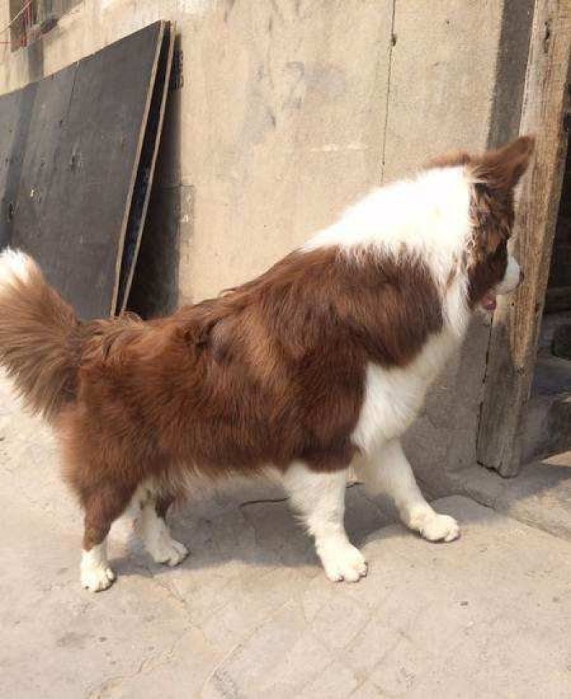 边境牧羊犬