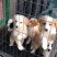 边境牧羊犬