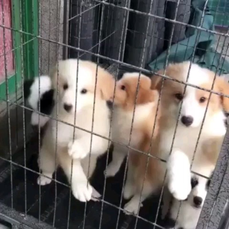 边境牧羊犬