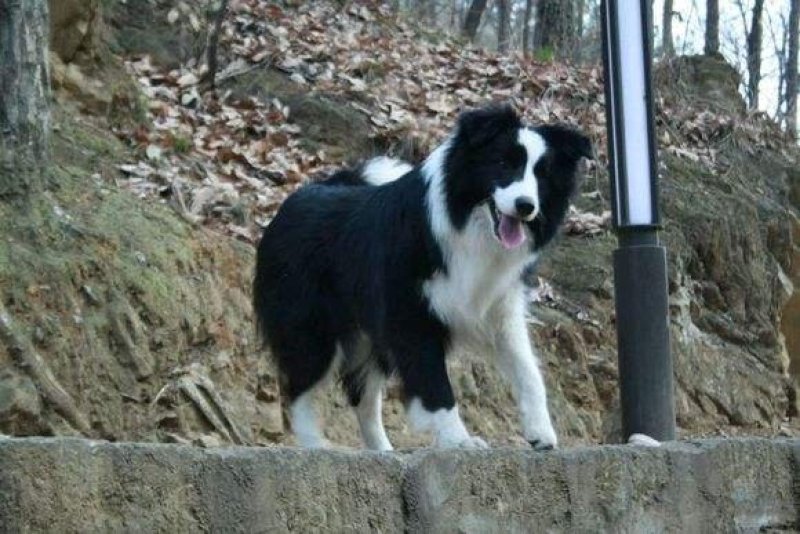 边境牧羊犬