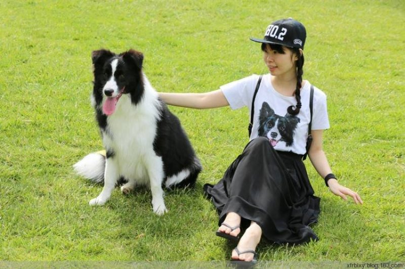 边境牧羊犬