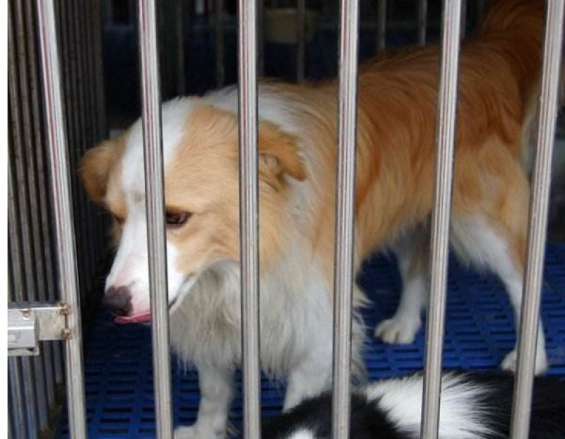 边境牧羊犬