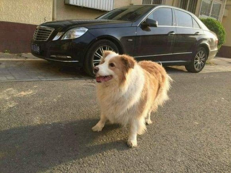 边境牧羊犬