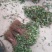 金银花苗，1年苗，育杰一号，价格优惠，包技术包回收