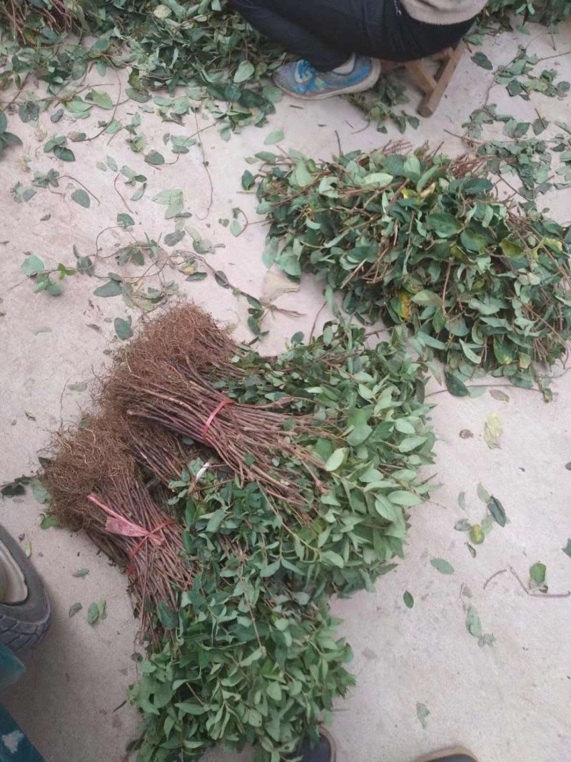 金银花苗，1年苗，育杰一号，价格优惠，包技术包回收