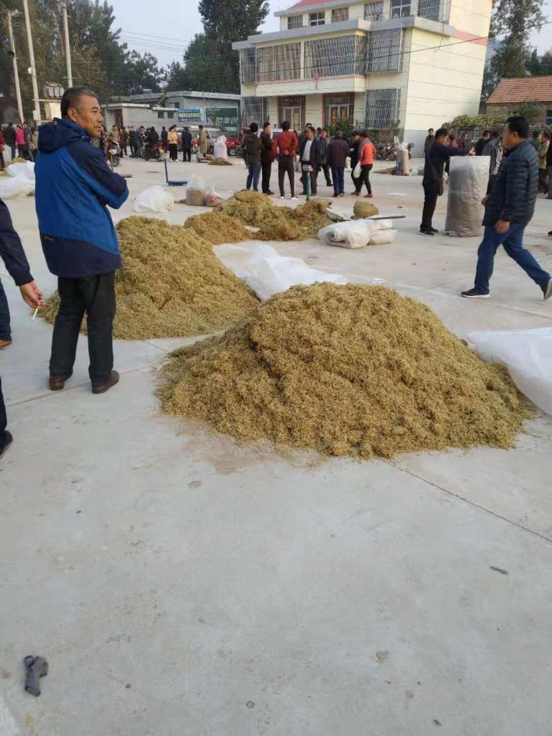 金银花苗，1年苗，育杰一号，价格优惠，包技术包回收