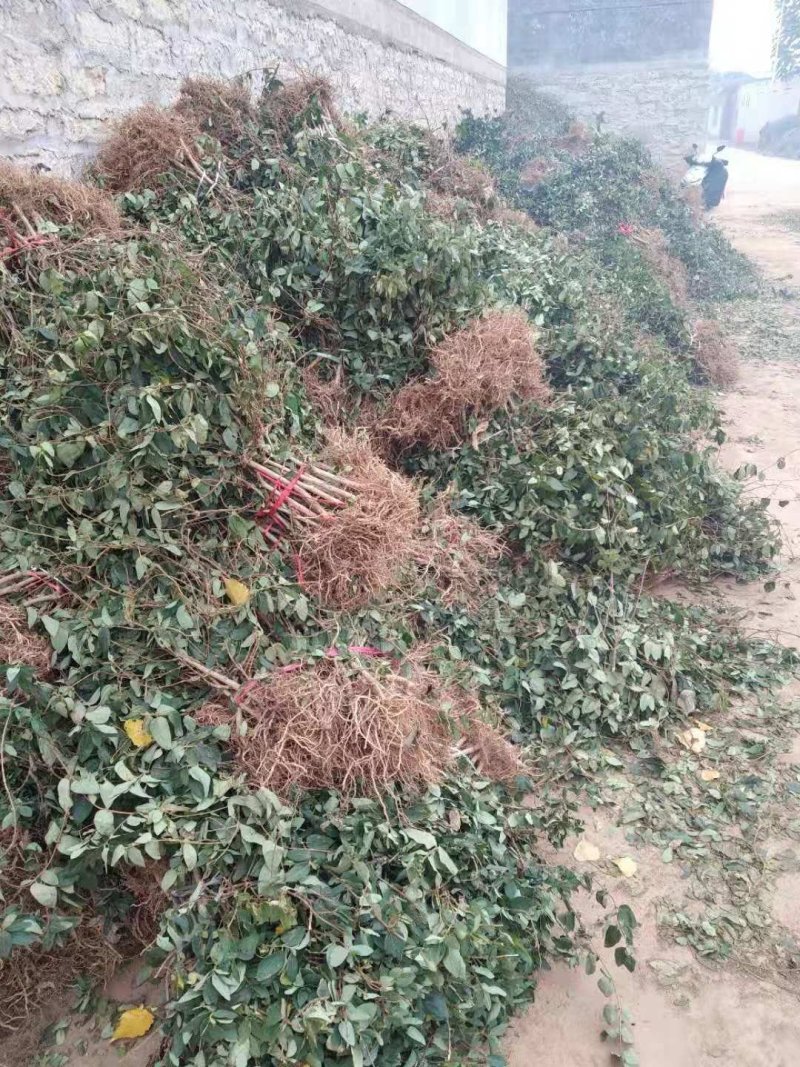 金银花苗，1年苗，育杰一号，价格优惠，包技术包回收