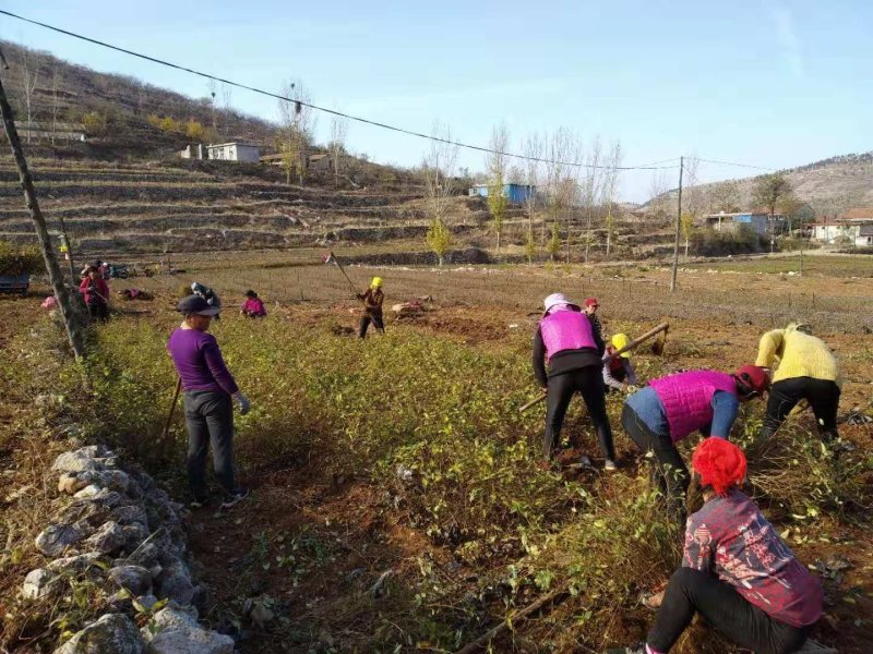 金银花苗，1年苗，育杰一号，价格优惠，包技术包回收