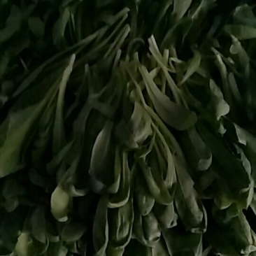大叶蒿子，茼蒿菜菜