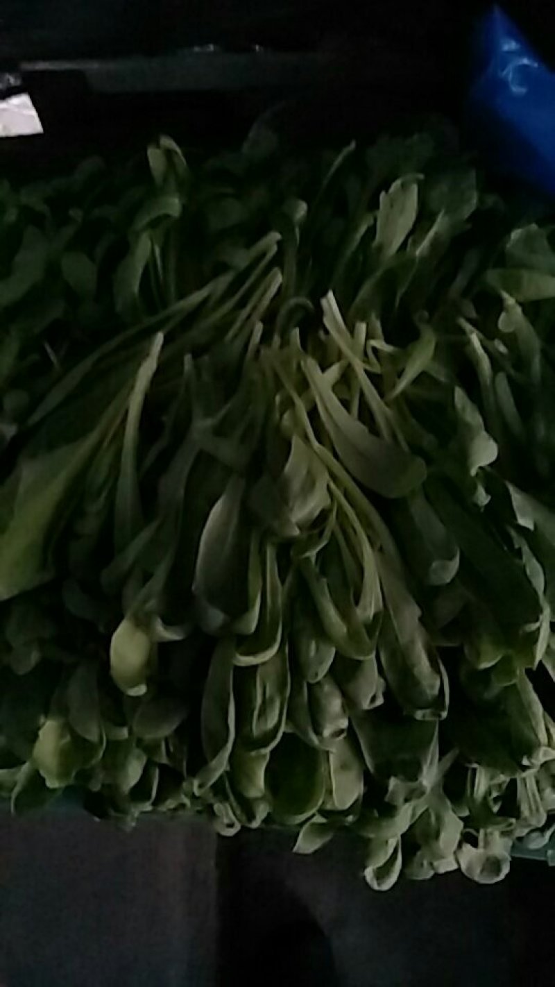 大叶蒿子，茼蒿菜菜