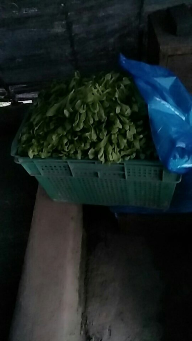 大叶蒿子，茼蒿菜菜