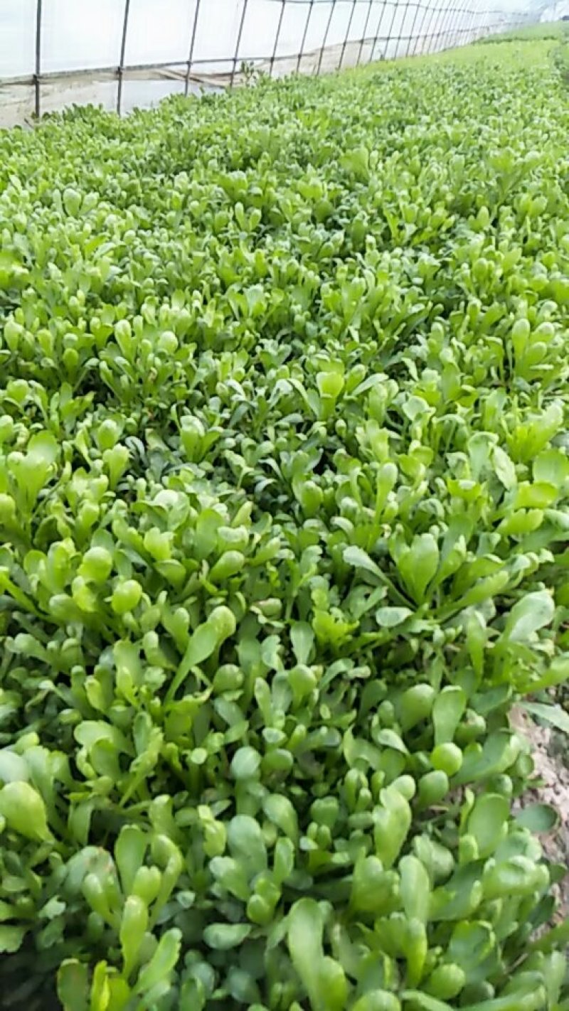 大叶蒿子，茼蒿菜菜