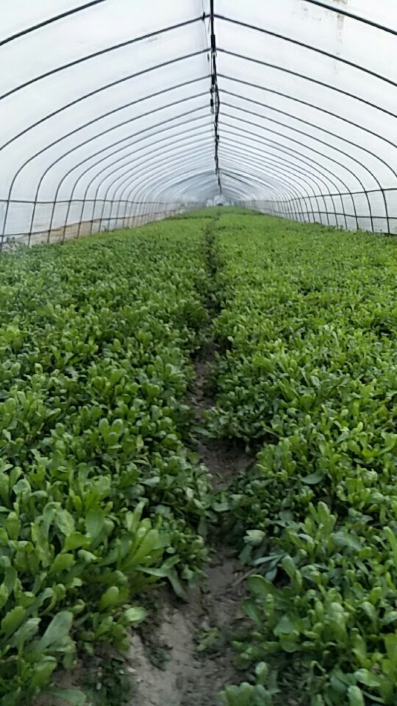 大叶蒿子，茼蒿菜菜