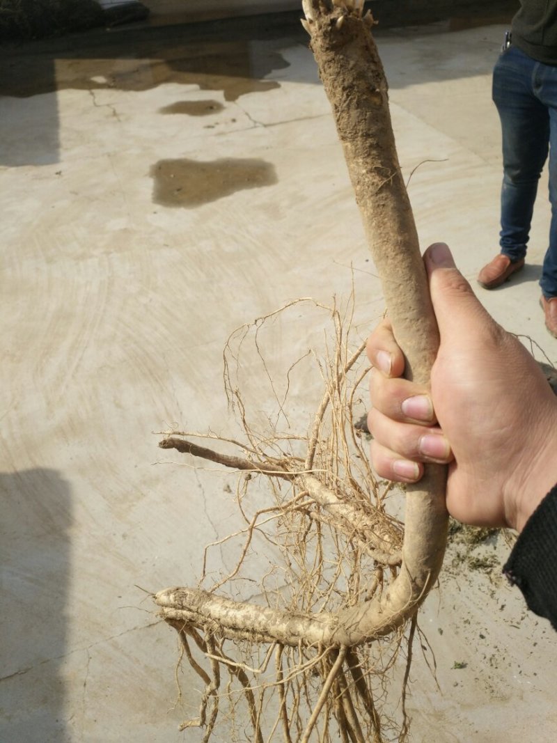 黄芪